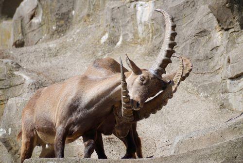 ibex male horned