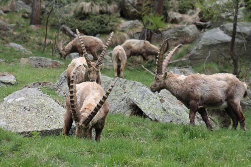 ibex animals wild