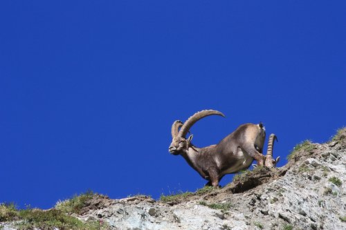 ibex  horns  animal