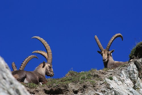 ibex  horns  animal