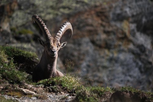 ibex  horns  animal