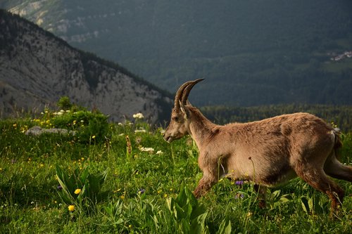 ibex  nature  mounting