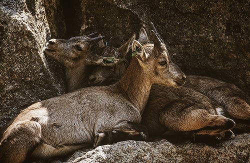 ibex  young animals  zoo