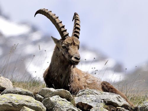 ibex  animals  mountains