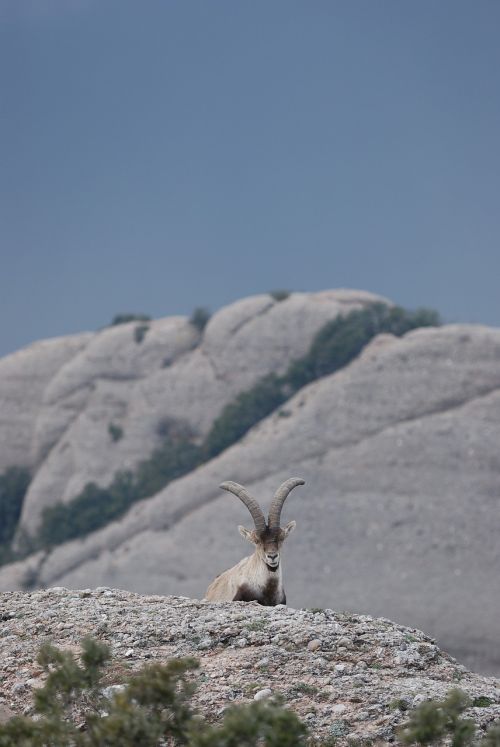 ibex cabra montés spanish ibex