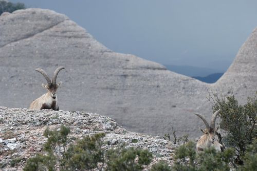ibex cabra montés spanish ibex