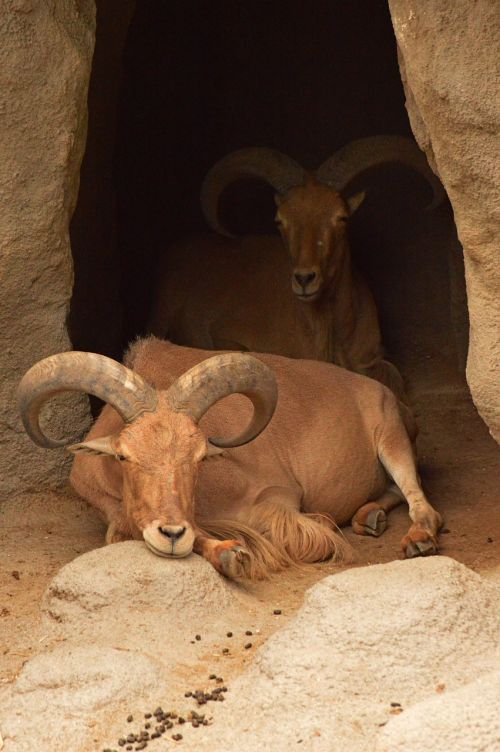 ibex goat zoo
