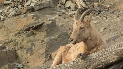 ibex caucasian  capra caucasica  ibex