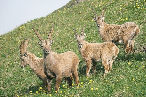 ibex mountains  alpine  meadow