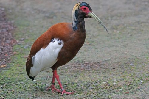 ibis mane ibis wader