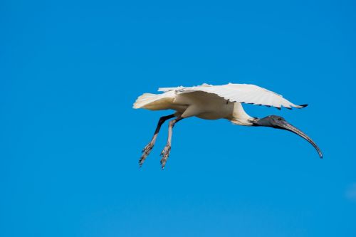 ibis bird flying