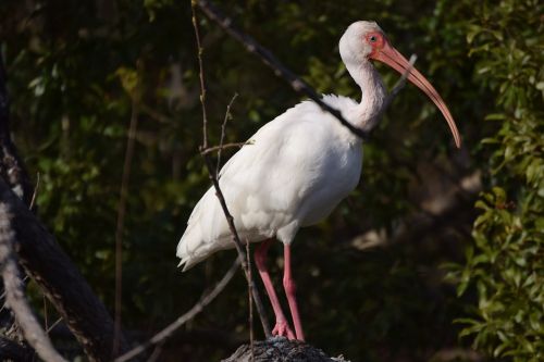ibis bird forest