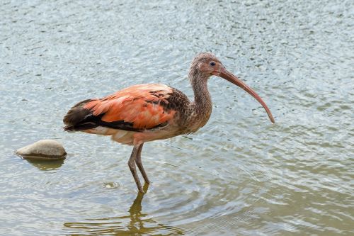 ibis bird wader