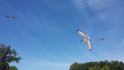 ibis bird zoo