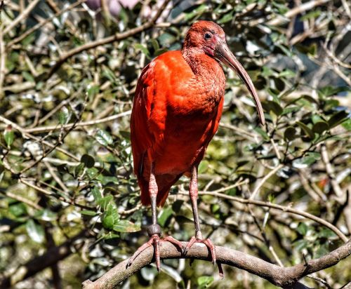 ibis ibis red bird