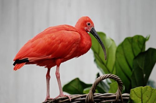 ibis red ibis scarlet ibis