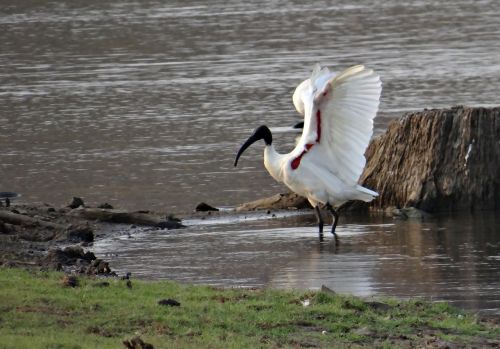 ibis white ibis wading bird
