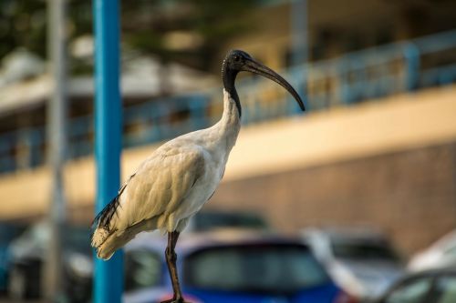 ibis bird sydney