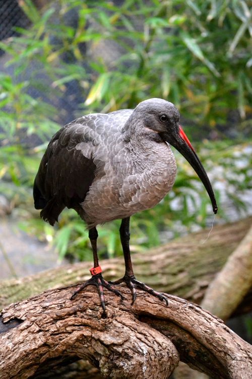 ibis bird zoo