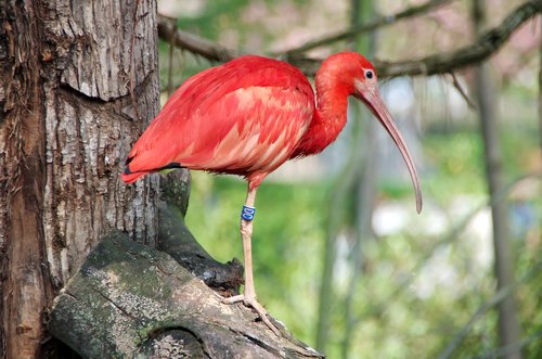 ibis  scarlet ibis  corocoro rojo
