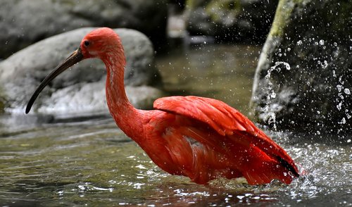 ibis  eudocimus ruber  scarlet ibis