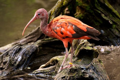 ibis  eudocimus ruber  scarlet ibis