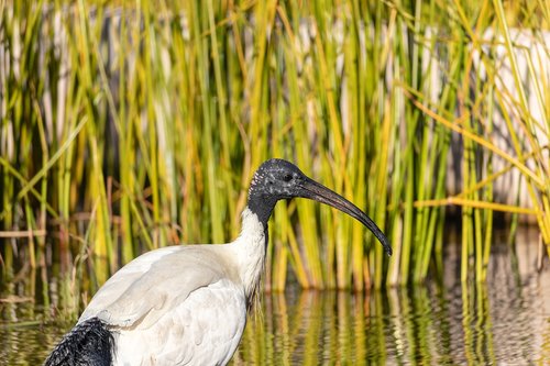 ibis  bird  water