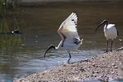ibis  bird  nature
