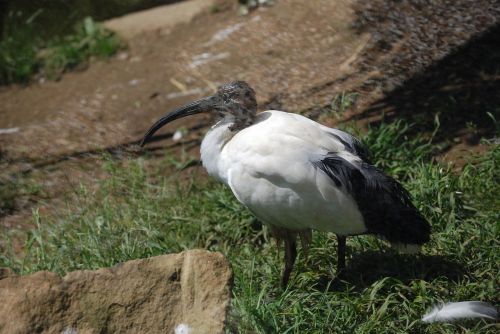 ibis bird wader