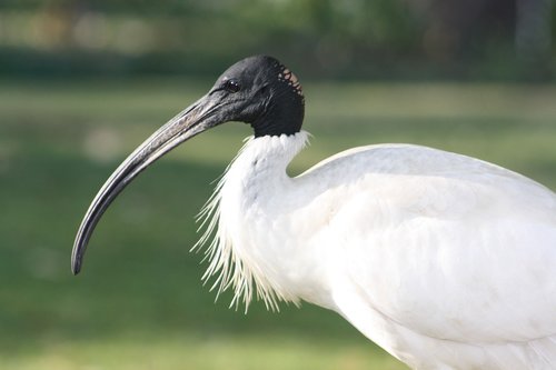ibis  bird  beak