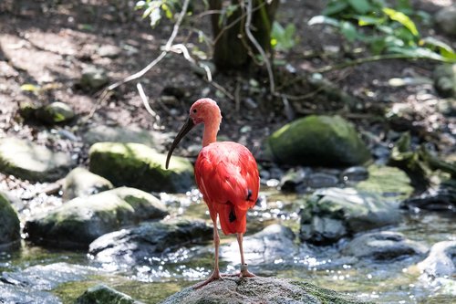 ibis  bird  animal