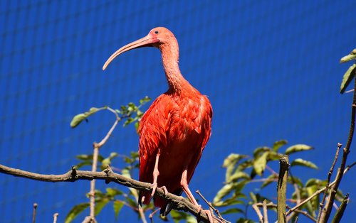 ibis  eudocimus ruber  scarlet ibis