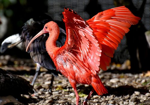 ibis  eudocimus ruber  scarlet ibis