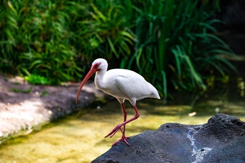 ibis  white  bird