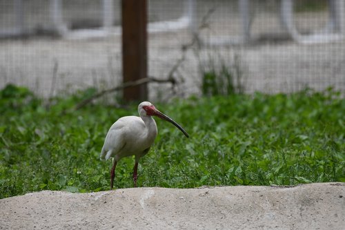 ibis  bird  white