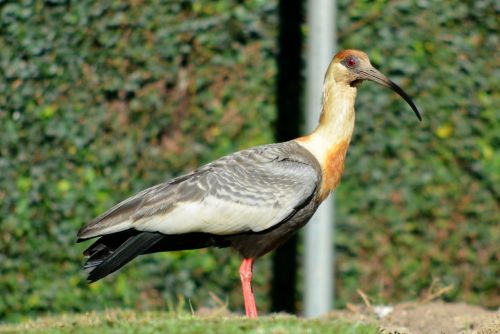 ibis birds south america