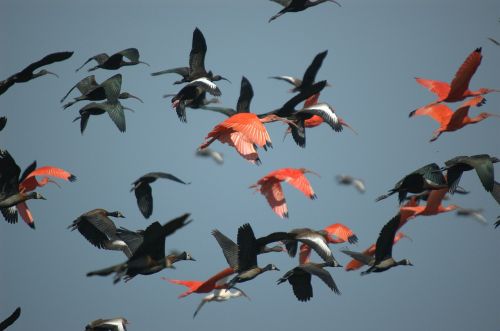 ibis bird crow flies