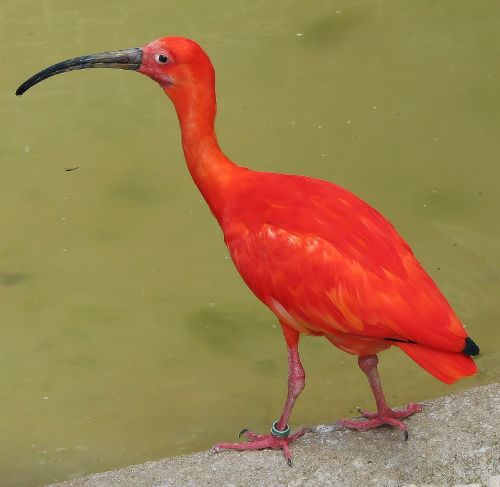 ibis scarlet bird