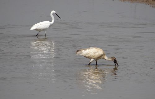 ibis white ibis egret