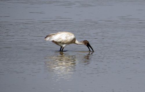 ibis white ibis bird