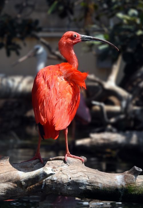 ibis red bird