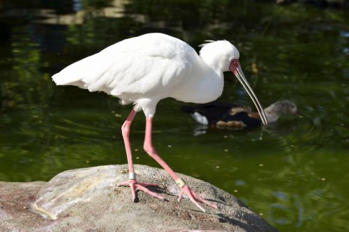 Ibis Bird