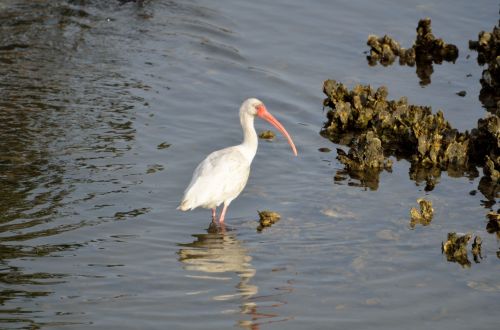 Ibis Bird