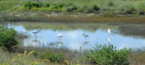 Ibis Birds