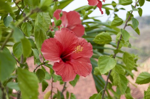 ibiscus  nature  flower