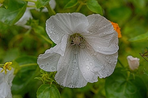 Hibiscus In The Rain