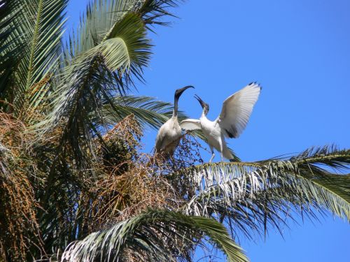 Ibises In Palm Tree