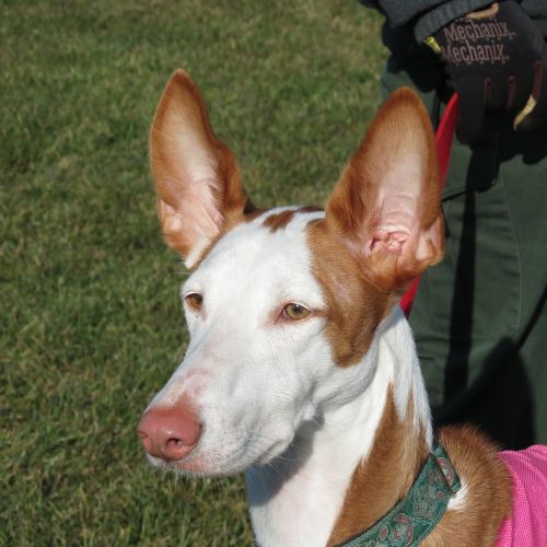 ibizan hound dog ibizan