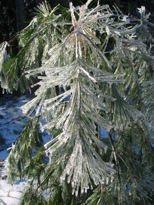 ice tree winter