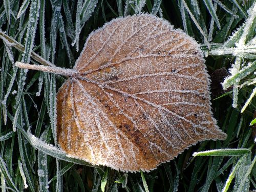 ice leaf frozen